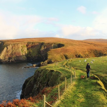 erriss head-mayo-wildatlanticway-coast-ireland-sheep